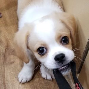 Meet your Posher, Jasmin